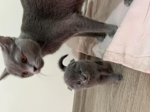 Scottish fold yavrumuz yuva arıyor