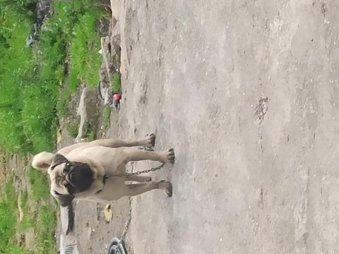 1 yaşında pug onunla ilgilenebilecek birini arıyoruz