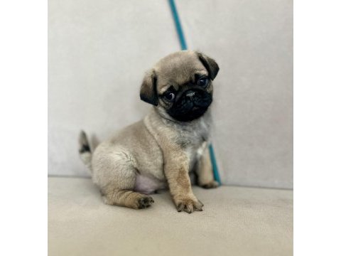 Erkek pug yavrumuz yeni ailesini arıyor