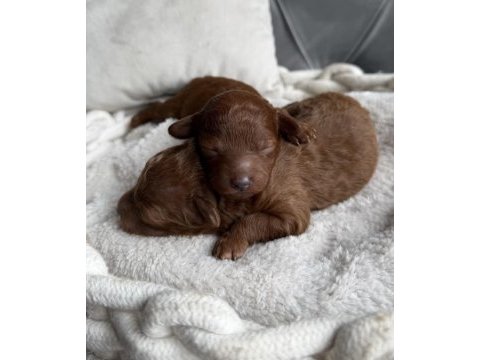 Ultra a kaliteli toy poodle bebekler