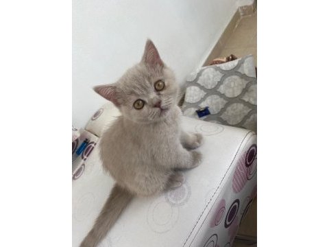 Sevimli safkan british shorthair yavruları acil