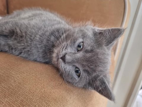 British shorthair