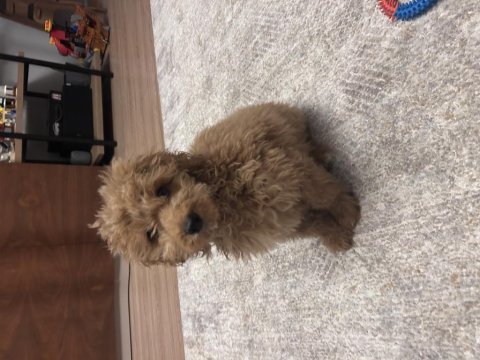 Poodle yuva aranıyor