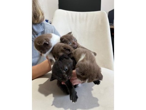 Scottish fold kediler