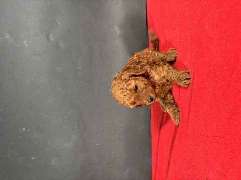 Mini boy red toy poodle yavrumuz