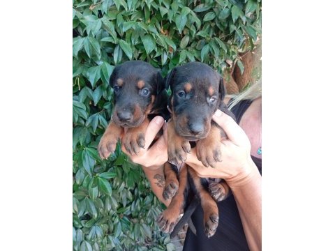 Irk ve sağlık garanti doberman yavrularım