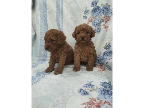 Kaliteli poodle yavrularimiz