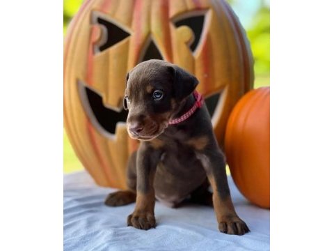 İyisi değil en iyisi doberman kapıda ödeme mevcuttur