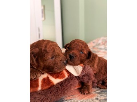 Kore teacup ve toy poodle yavruları