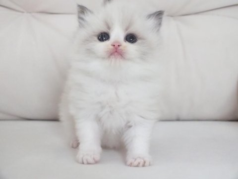 Full şecereli ragdoll yavru kediler