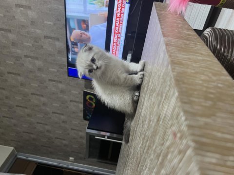 3 aylık scottish fold