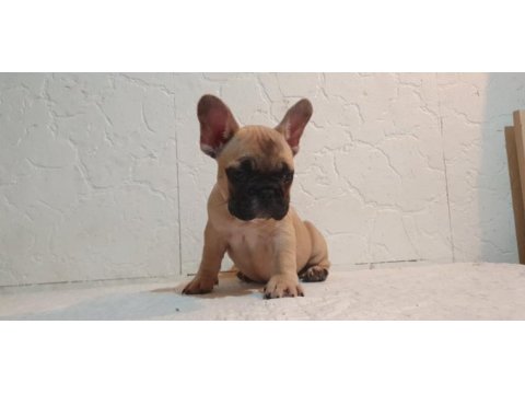 Şecereli anne babanın efsane fawn french bulldog yavruları