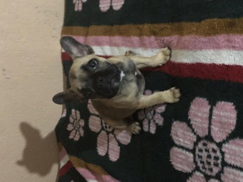 3.5 aylık french bulldog