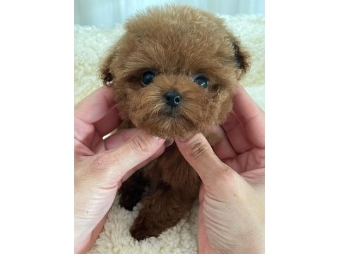 Kaliteli yavru poodle arıyorsanız doğru adres