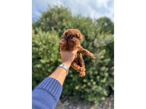 Toy poodle yavrularımız