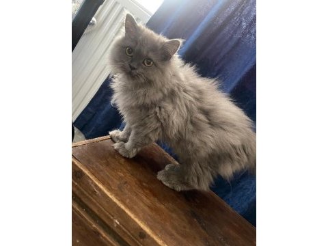 British longhair yavrumuza yuva arıyoruz