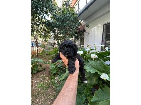 Toy poodle siyah