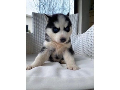 Orijinal veteriner kontrollü husky yavrularım
