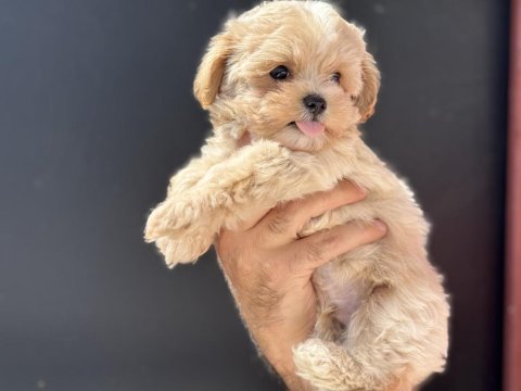 Show kalite kore maltipoo yavrularımız