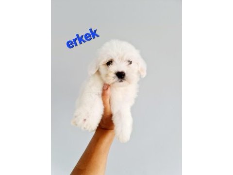 2 aylık dişi erkek yavru köpekler