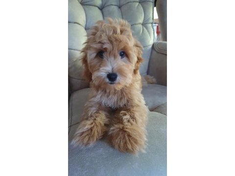 Maltipoo 3 erkek yavru
