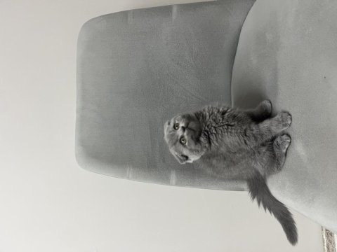 Scottish fold kedisi