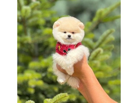 Pofuduk pomeranian yavrularımız