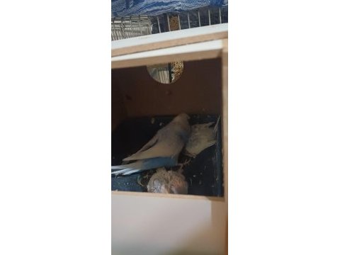 1.5 yaşında muhabbet kuşu eşler 2 adet yavrusu var