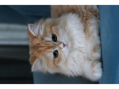British longhair dişi kedimiz