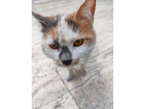 Dost canlısı sevecen dişi kedimize yuva