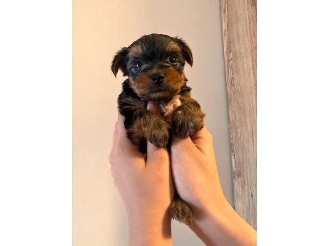 45 günlük terrier yorkshire yavru (baba ve annesi bizde)