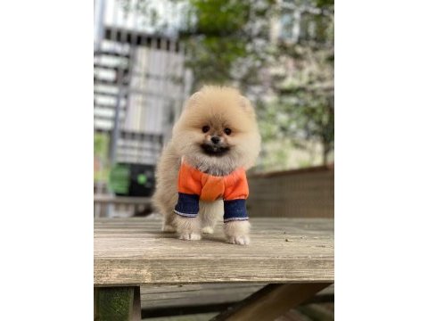 Pomeranian boo