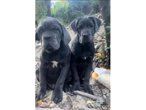 Cane corso yavrular