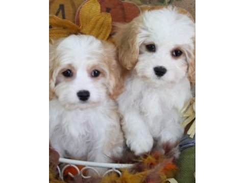 Morkie yavrularımız kahverengi beyaz