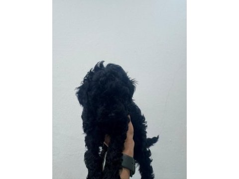 Siyah toy poodle yavrularımız ömürlük aileleri bekliyor