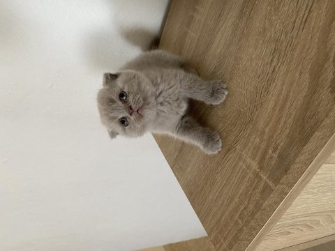 Scottish fold