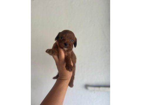 Toy poodle bebeklerimiz maltipoo bebeklerimiz mevcuttur