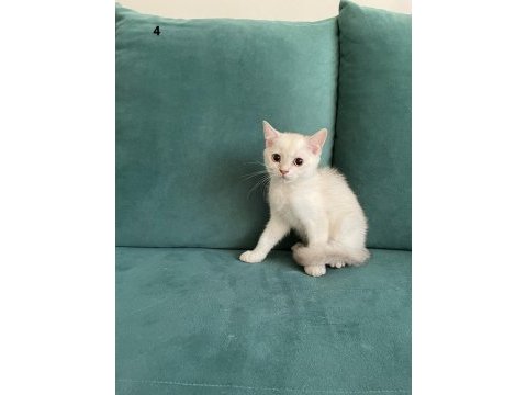Baba full scr li blh ns11 anne lynx point bebeklerimiz