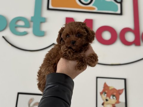 Wc eğitimli aşılı pasaportlu toy poodle yavrular