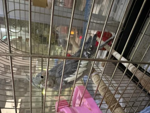 Alınalı 3 ay oldu yaşına girmedi sevecen sultan papağanımız