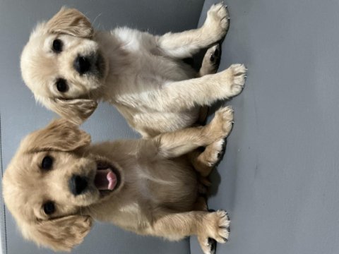 Bebek golden retriever yavruları