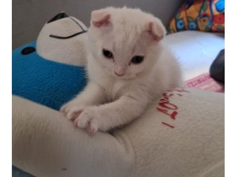 Scottish fold ve british shorthair yavru beyaz ve lilac