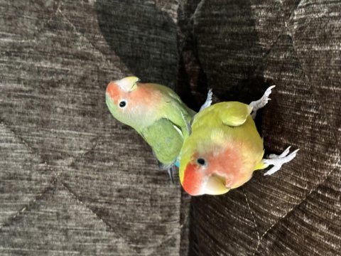 Sevda papağanı çift eş