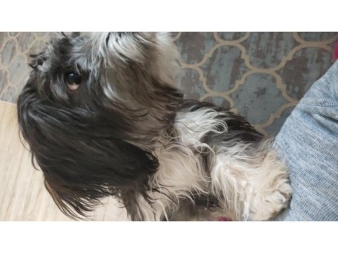 8 aylık maltese terrier