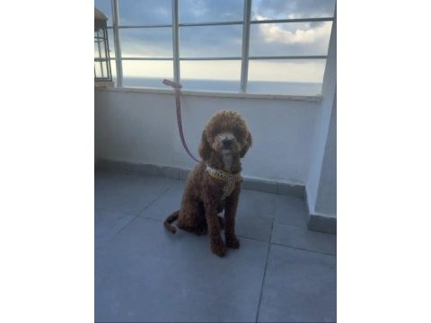 Toy poodle 8 aylık