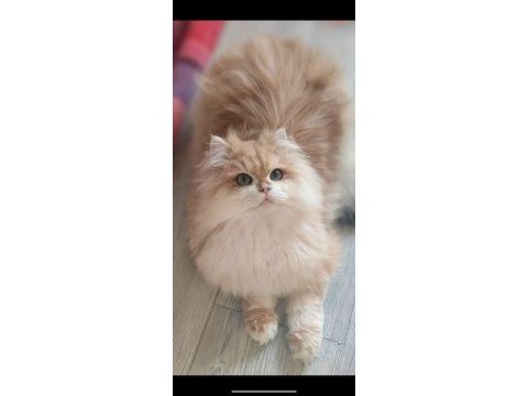 Ay british longhair yavrular rezerveye açık