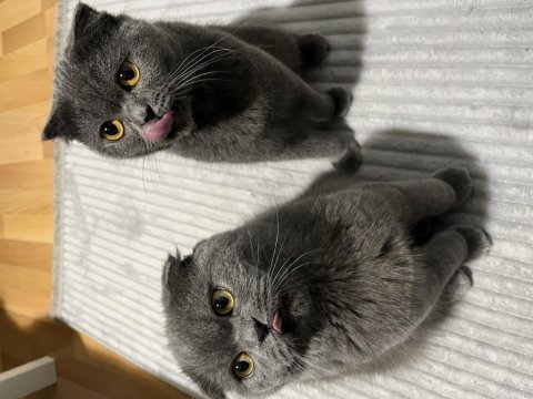 Scottish fold erkek