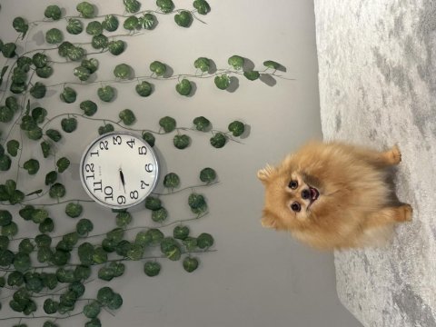 Kusursuz güzellikte dişi yetişkin pomeranian boo
