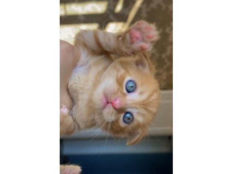 British shorthair ve scottish longhair yavrularımız