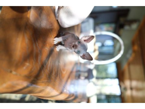 2 aylık 1 dişi 1 erkek orjinal canadian sphynx